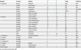 Attēlu rezultāti vaicājumam “Colymbetes paykulli”