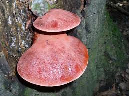 Attēlu rezultāti vaicājumam “Fistulina hepatica”