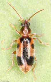 Attēlu rezultāti vaicājumam “Anthicidae”