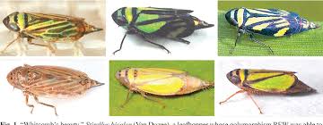 Attēlu rezultāti vaicājumam “Cicadellidae”