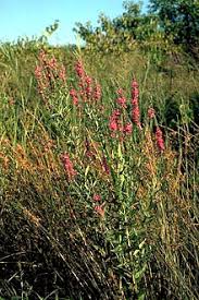 Attēlu rezultāti vaicājumam “Lythrum salicaria fruit”