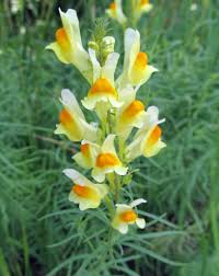 Attēlu rezultāti vaicājumam “Linaria vulgaris leaf”