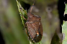Attēlu rezultāti vaicājumam “Carpocoris purpureipennis”