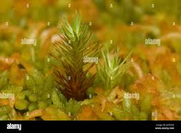 Attēlu rezultāti vaicājumam “Polytrichum strictum”