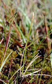 Attēlu rezultāti vaicājumam “Carex dioica”