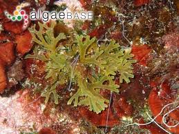 Attēlu rezultāti vaicājumam “Dictydiaethaliaceae”