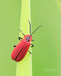 Attēlu rezultāti vaicājumam “Lygistopterus sanguineus larva”
