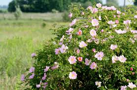 Attēlu rezultāti vaicājumam “Rosa canina”
