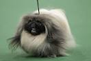 Kennel Club dog show.