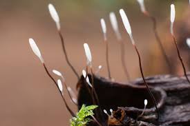 Attēlu rezultāti vaicājumam “Typhula setipes”