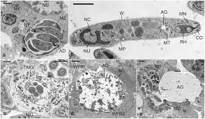 Attēlu rezultāti vaicājumam “Comatricha elegans var. microspora macro”