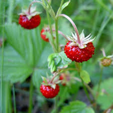 Attēlu rezultāti vaicājumam “Fragaria viridis fruit”