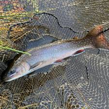 Image result for The Lancaster Fish