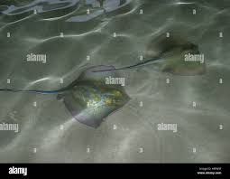 Image result for Raja asterias