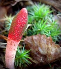 Attēlu rezultāti vaicājumam “Mutinus ravenelii”