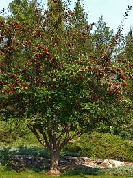 Attēlu rezultāti vaicājumam “Malus baccata”