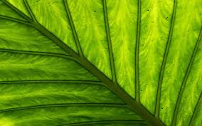 Attēlu rezultāti vaicājumam “macro”