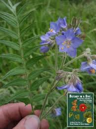 Attēlu rezultāti vaicājumam “Polemoniaceae”