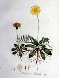 Attēlu rezultāti vaicājumam “Pilosella officinarum”