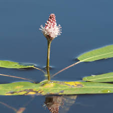 Attēlu rezultāti vaicājumam “Polygonum amphibium”