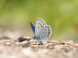 Attēlu rezultāti vaicājumam “Vacciniina optilete female”