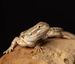 Attēlu rezultāti vaicājumam “Scapania lingulata”