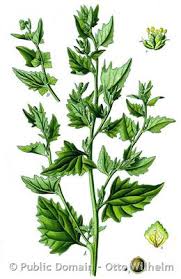 Attēlu rezultāti vaicājumam “Atriplex calotheca leaf”