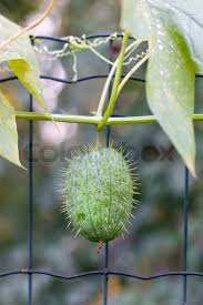 Attēlu rezultāti vaicājumam “Thladiantha dubia flower”