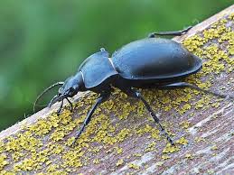 Attēlu rezultāti vaicājumam “Carabus glabratus”