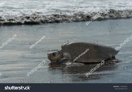 Image result for Lepidochelys kempii