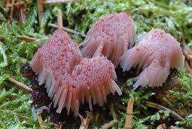 Attēlu rezultāti vaicājumam “Stemonitis fusca plasmodium”