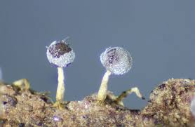 Attēlu rezultāti vaicājumam “Physarum globuliferum spores”