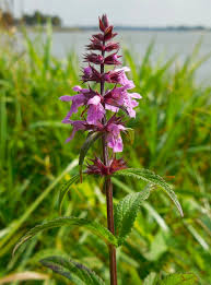 Attēlu rezultāti vaicājumam “Stachys palustris leaf”