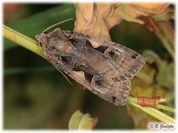 Attēlu rezultāti vaicājumam “Xestia c-nigrum”