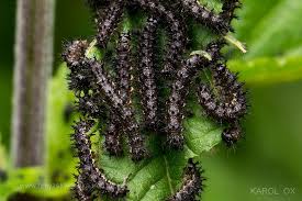 Attēlu rezultāti vaicājumam “Araschnia levana larva”