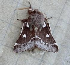 Attēlu rezultāti vaicājumam “Eriogaster lanestris”