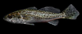 Image result for Cynoscion nebulosus