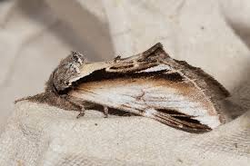 Attēlu rezultāti vaicājumam “Pheosia gnoma”