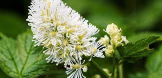 Attēlu rezultāti vaicājumam “Actaea spicata”