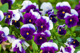 Image result for Viola wittrockiana