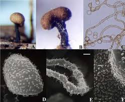 Attēlu rezultāti vaicājumam “Trichia contorta young”