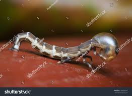 Attēlu rezultāti vaicājumam “Lampyridae”