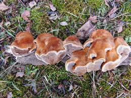 Attēlu rezultāti vaicājumam “Inonotus rheades”