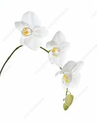 Attēlu rezultāti vaicājumam “Orchidaceae”