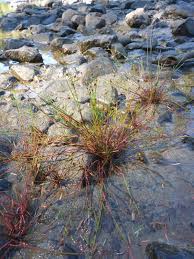 Attēlu rezultāti vaicājumam “Juncus bulbosus”