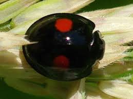 Attēlu rezultāti vaicājumam “Chilocorus renipustulatus”