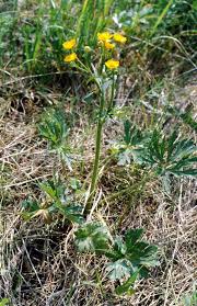 Attēlu rezultāti vaicājumam “Ranunculus polyanthemos”