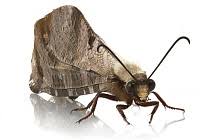 Attēlu rezultāti vaicājumam “Myrmeleontidae imago”