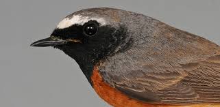 Attēlu rezultāti vaicājumam “Phoenicurus phoenicurus”