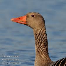 Attēlu rezultāti vaicājumam “Anser anser”